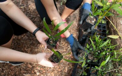 Tucango y One Tree Planted se unen para reforestar el planeta